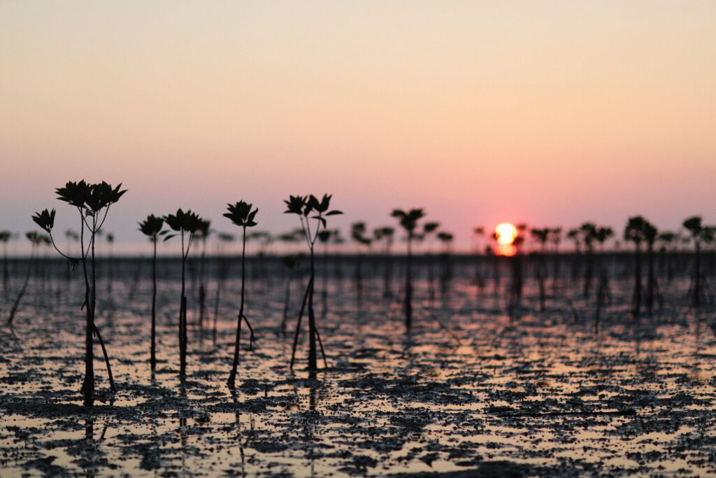 Mangrove