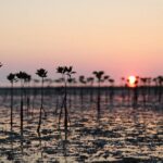 Mangrove